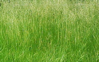 MPs fear nature levy will hit BNG