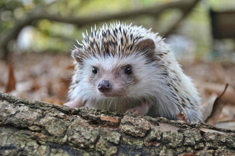 83% of promised hedgehog highways were absent