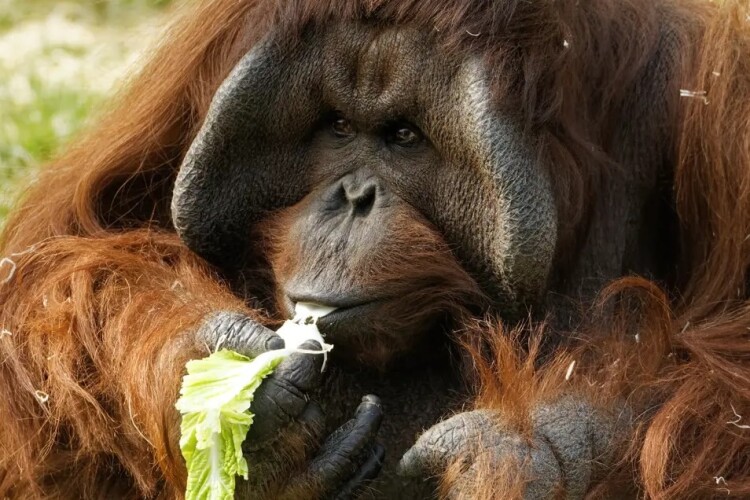 Henry Brothers will build a habitat designed specifically for Bornean orangutans [image from Twycross Zoo]
