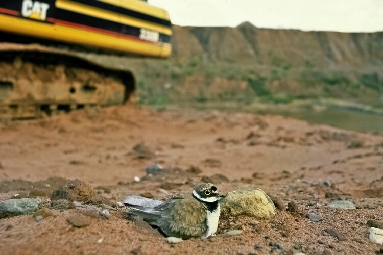 The nest of a little ringed plover at Wood Lane Quarry in Shropshire [Photo: Stuart Lawrence]