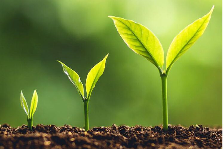 Green shoots?