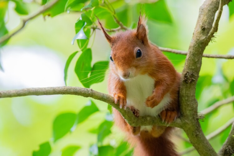 Red squirrels are endangered in Wales [photo: Grace Hunt]